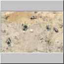 Andrena vaga - Weiden-Sandbiene -07- 11.jpg